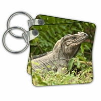 3Drose Ground Iguana Lizard, Pajaros, Mona Island, Puerto Rico -Ca MPR - Maresa Pryor - Ключови вериги, 2. От, набор от 6