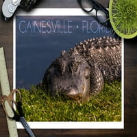 Gainesville, Флорида, сънлив Gator