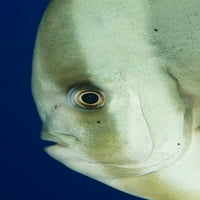 Longfin Spadefish, известен още като Longfin Batfis