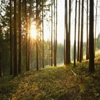 Пейзаж с изгрев в Норвегия Смърчов гора в началото на лятото, Бавария, Германия за печат на плакат от Дейвид и Миха Шелдън