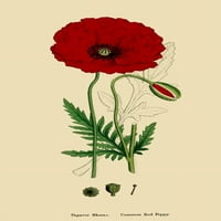 Английски ботаника обикновена червена макова отпечатък от Джеймс Соуърби