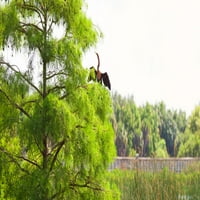 Anhinga на дърво, Boynton Beach, Флорида, САЩ