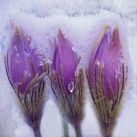 Канада-Манитоба-Сандиландс провинциална гора Прерий Крокус цветя в късен сняг от галерия Jaynes